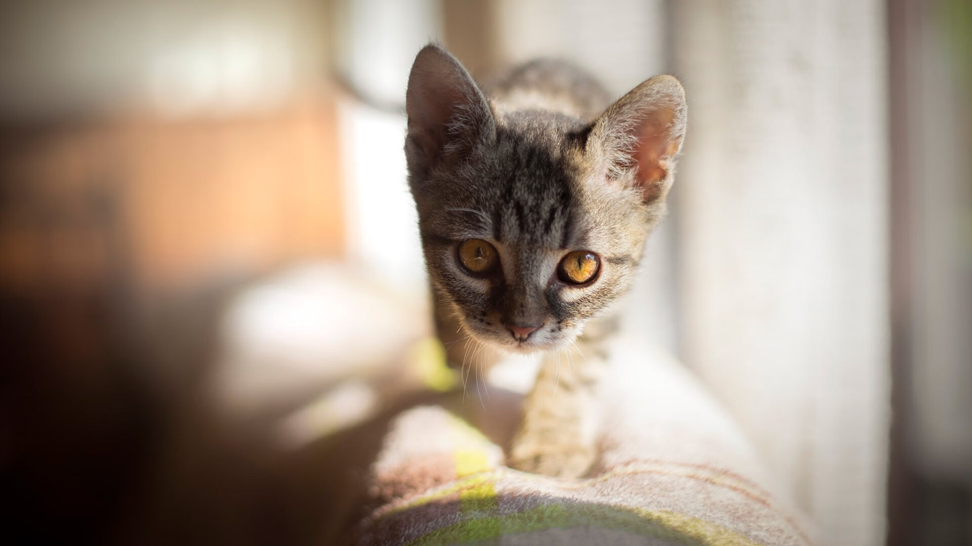 开云体育入口-福克斯独舞上海滩，当马刺的冰刃刺破东方的盾